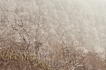 Fototapety  Drzewa pokryte puszystym śniegiem zimą. Biały śnieg na drzewach leśnych w mroźną zimę jasny słoneczny dzień. Wiejski krajobraz z miejsca kopiowania tekstu w prawym górnym rogu.