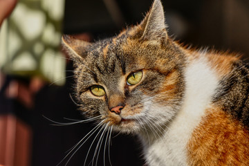A baffled face of domestic cat with green eyes. She looks so confused. Colorful body with blur background. Uncomprehending animal grimasa