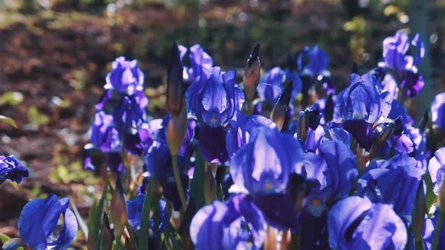 Purple Iris germanica flower plant in spring garden