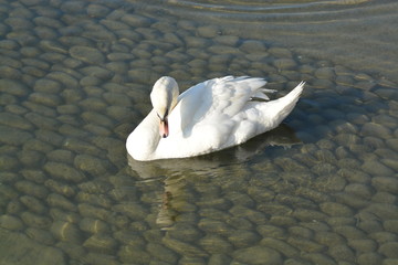 Cisnes en el rio de lyon