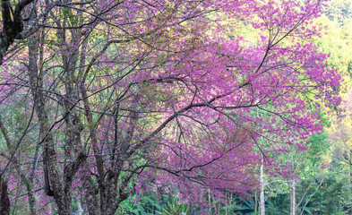 Beautiful cherry blossoms