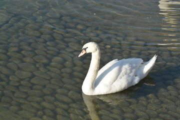 Cisnes en el rio de lyon