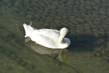 Cisnes en el rio de lyon