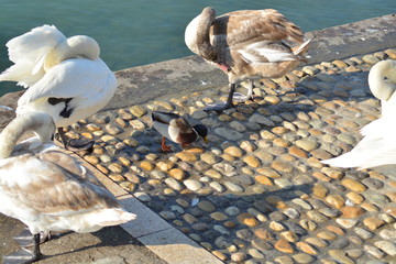 Cisnes en el rio de lyon