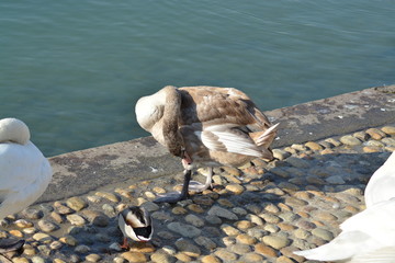 Cisnes en el rio de lyon