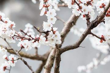 Branches of apricot tree in the period of spring flowering.