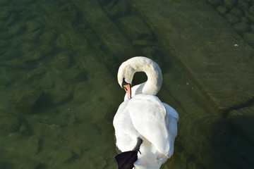 Cisnes en el rio de lyon