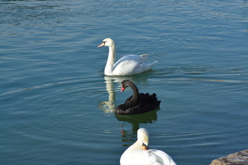 Cisnes en el rio de lyon