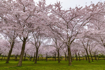 Fototapeta na wymiar Spring cherry blossom garden in Amstelveen, Amsterdam Netherlands