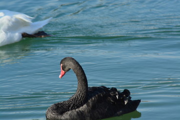 Fototapeta premium Cisnes en el rio de lyon