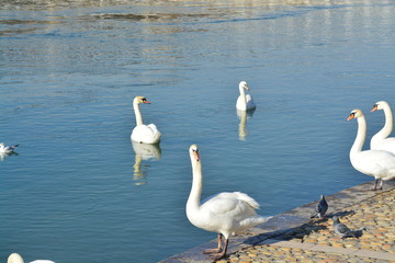 Cisnes en el rio de lyon