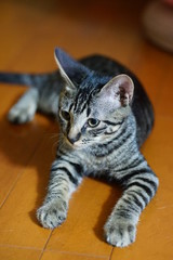 床に寝そべるキジトラ子猫