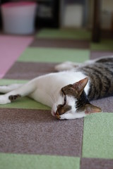 床に寝そべる猫