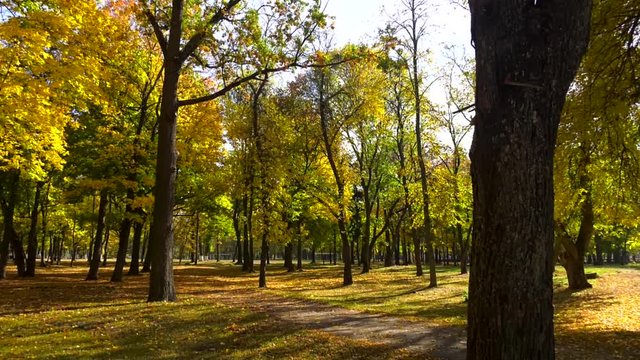 Yellow autumn maple leaves on trees in park. Landscape in autumn season. Autumn ornament, green-yellow maple leaves. Leaves in the park. The color of autumn