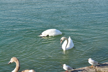 Cisnes en el rio de lyon
