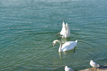 Cisnes en el rio de lyon