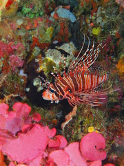 Scorpionfish