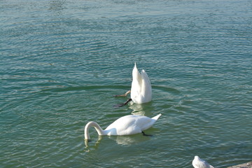 Cisnes en el rio de lyon