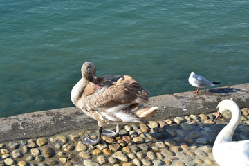 Cisnes en el rio de lyon
