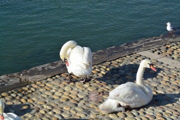 Cisnes en el rio de lyon