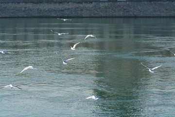 Cisnes en el rio de lyon
