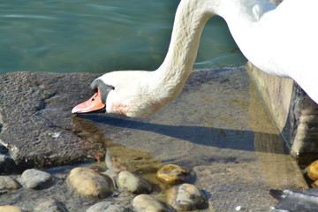 Cisnes en el rio de lyon