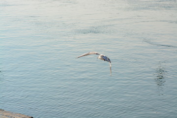 Cisnes en el rio de lyon