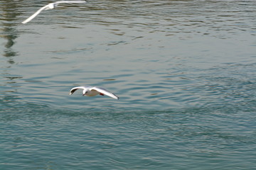 Cisnes en el rio de lyon