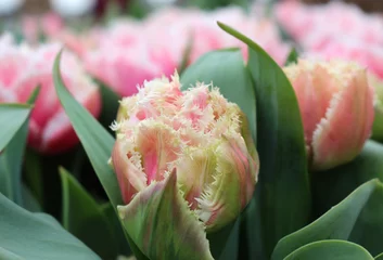 tulipanes rosados queensand