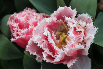 Closeup of two Fringed Tulip Queensland.