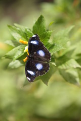 farfalla nera con dettagli bianchi poggiata su delle foglie