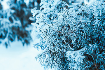 frozen spruce in hoarfrost in winter afternoon