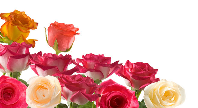 isolated image of beautiful rose flowers close up