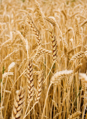 image of wheat spikelets on a white background