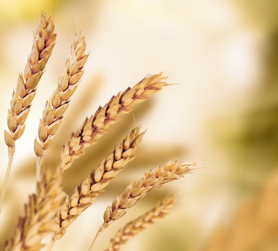 image of wheat spikelets on a white background