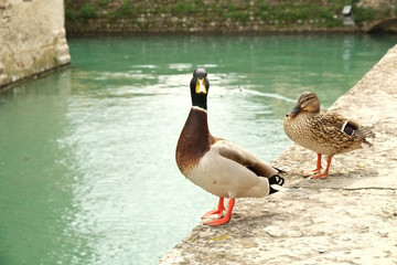 Drake and duck on fortress walls in Sirmione, Italy