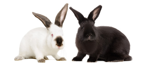 White albino rabbit and black rabbit sitting together isolated on white background