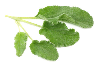 sage leaves isolated on white background. top view