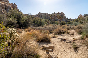 Joshua Tree National Park Landscape