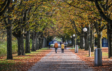 People on autumn road with many trees