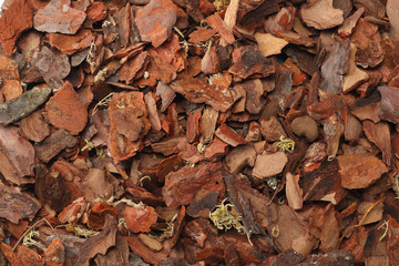 Tree bark texture. Tree bark background. macro