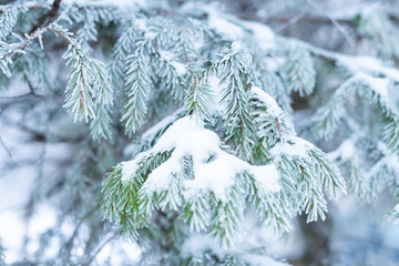 Frosted fir tree branch, background