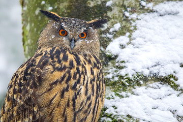 Eurasian eagle-owl (Bubo bubo) in the animal enclosure in the Bavarian Forest National Park, Bavaria, Germany.