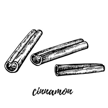 Cinnamon stick hand drawn vector sketch. Engraved style spice illustrations.