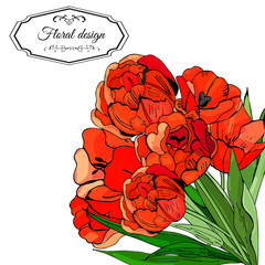 Template for invitation or greeting card  of blossoming red tulip flowers. Hand drawn ink and colored sketch  on white background.