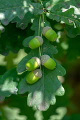 Quercus robur green tree branches with leaves and unripened fruits acorns