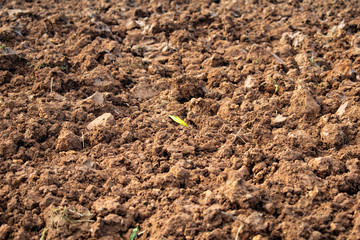 Hoja en tierra arada