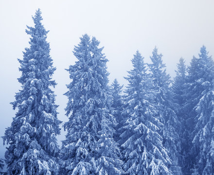 Fototapeta Frozen snow-covered fir-trees in magic forest after snowfall