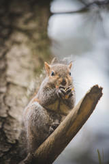 a grey squirrel in a park