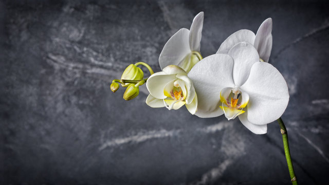 Fototapeta Branch with white orchid flowers on black marble